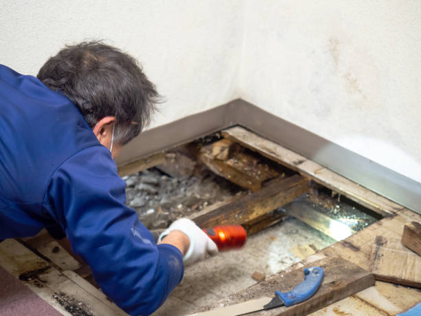 Professional Mold Remediation in Battlefield, MO