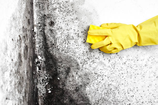Best Residential Mold Remediation in Battlefield, MO