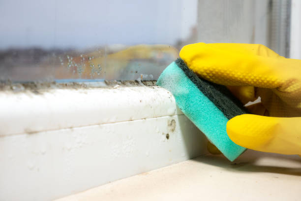 Best Kitchen Mold Remediation in Battlefield, MO