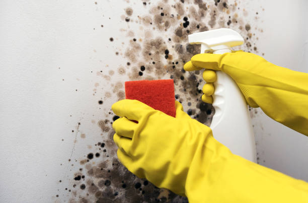 Best Industrial Mold Remediation in Battlefield, MO