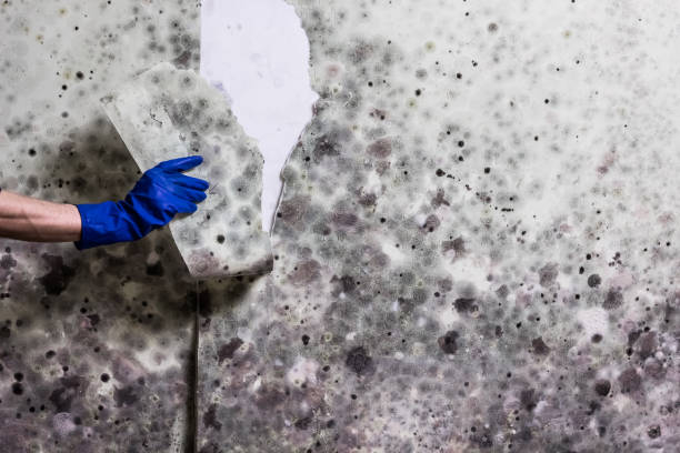  Battlefield, MO Mold Removal Pros